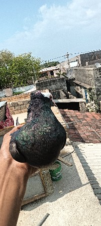 થંબનેલ 2