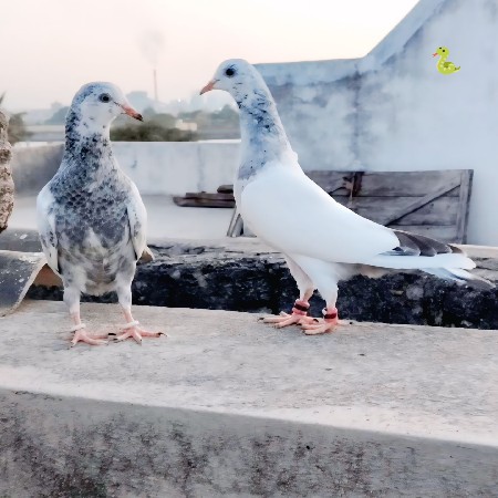 કાલદુમ પાઠ