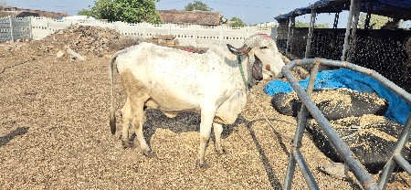 થંબનેલ 2