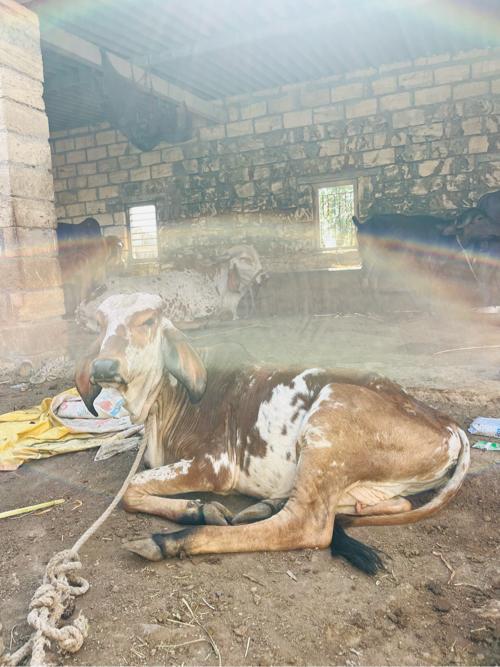 थंबनेल 3