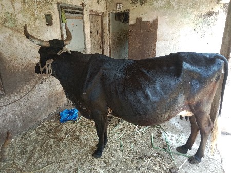 थंबनेल 3