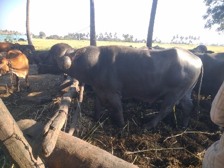 થંબનેલ 3