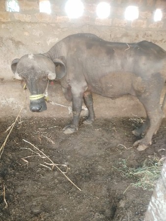 થંબનેલ 3