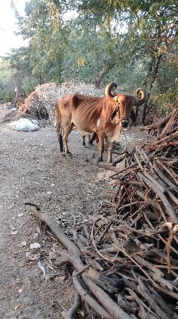 બળદ વેચવાના છે