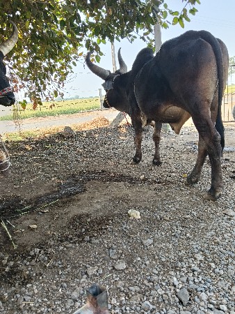 બડદવેચવાનોછે