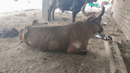 ગાય વેચવાની છે વીયાણેલી બેમઈના