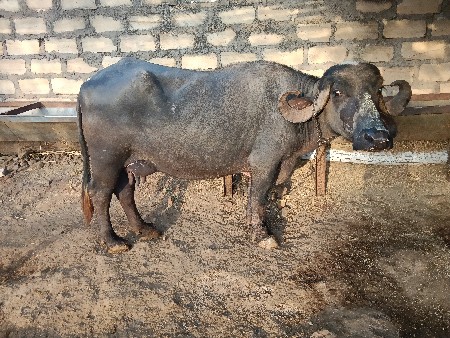 ભેંસ વેચવાની છે