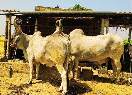 બળદ વેચવાના છે