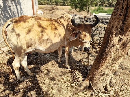 ગાય વેચવાની છે