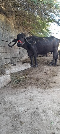 ભેસ વેસવા ની સે