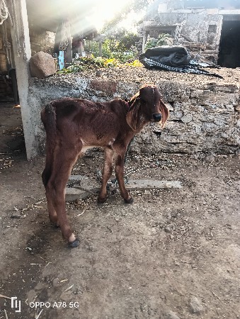 થંબનેલ 2