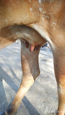 દેશી.ઓડકી