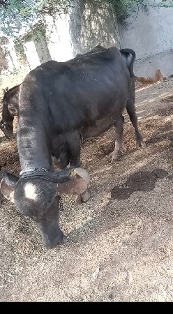 ભેંસ વેસવા ની સે