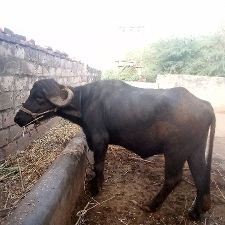 છ દાતે ખડેલી બે મહિનાનું ગાભ