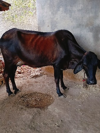 थंबनेल 3