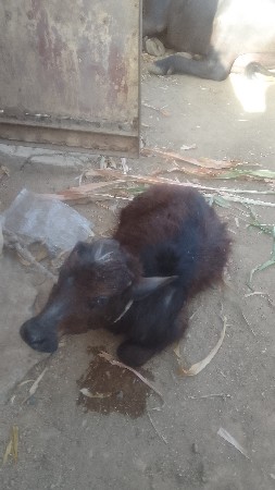 ભેસ વેચવાની છે