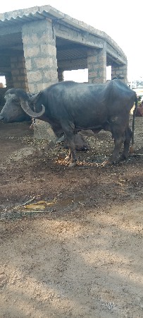 બે ભેસુ વેચવાની છે