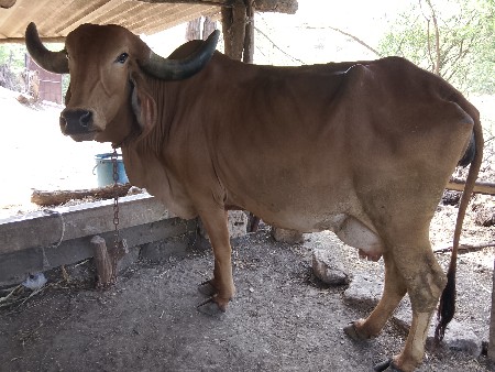 થંબનેલ 5