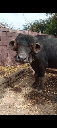 બીજા વેતર ની ટોપલ ખડાય