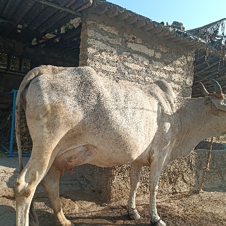 થંબનેલ 3