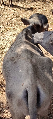 थंबनेल 3