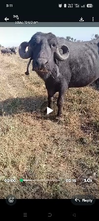 ભેંસ વેચવાની છે