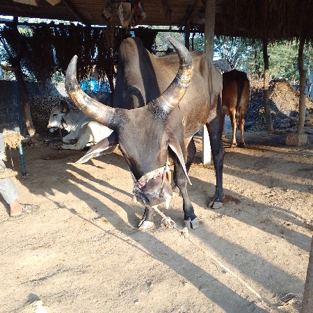 બળદ વેચવાના છે