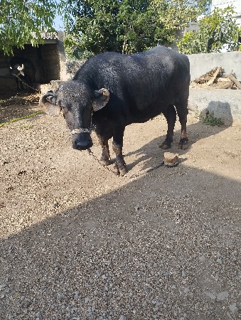 sada 3 mahinani gabhni c