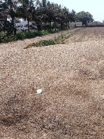 સારો વેશ વનો સે વટાણા ના