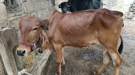 ગીર વાંસળીવેચવાની છે