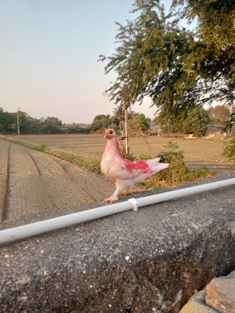 આ નર ના સાટા કરવાના છે