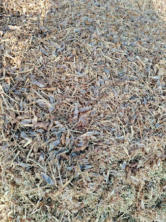 તુવેરીયુ વેચવાનું છે