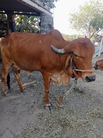 વેચવાની છે