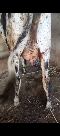 આ જર્સી ગાય વેચવાની