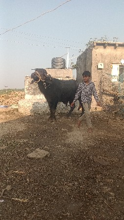 थंबनेल 3