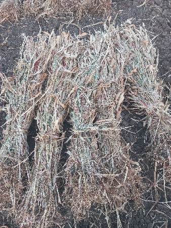 જુવાર નીરણ વેચવાની છે