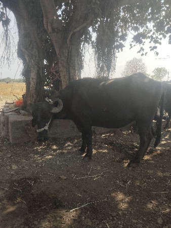 थंबनेल 2