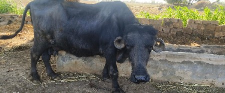 7016016516 આ નબર માં ફોન કરો