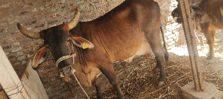 थंबनेल 3