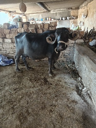 ભેંસ વેચવાની છે