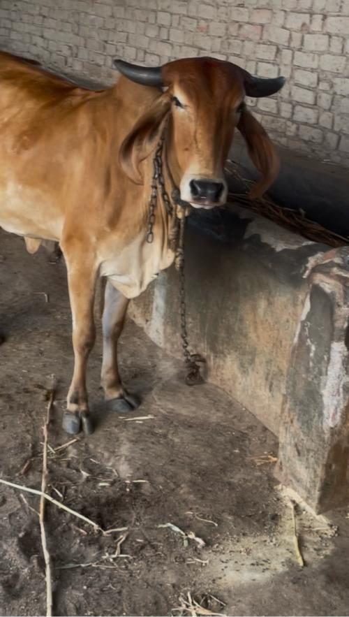 પેલું વેતર