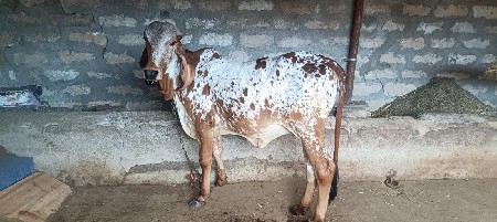 ગીર વાછડી વેચવાની છે