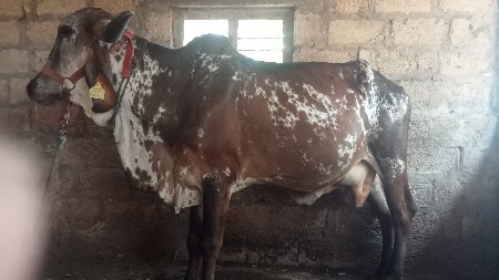 थंबनेल 2