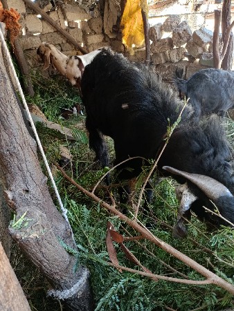 થંબનેલ 3