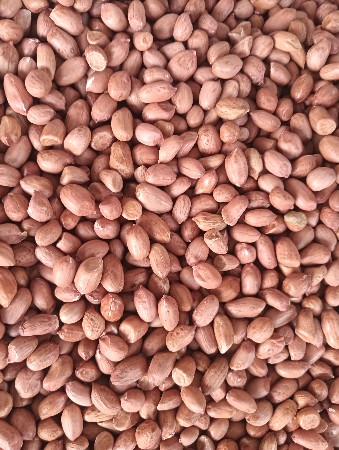 જી જી-૨૩ મગફળી