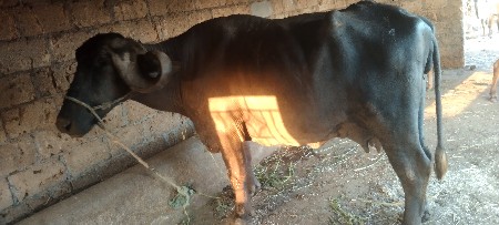 थंबनेल 3