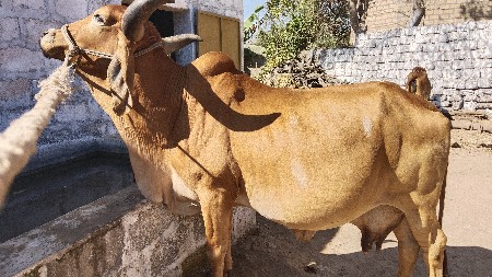ગાય વેચવાની છે 3વેતર છે