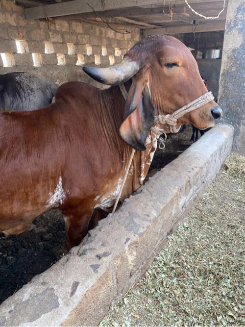 થંબનેલ 3