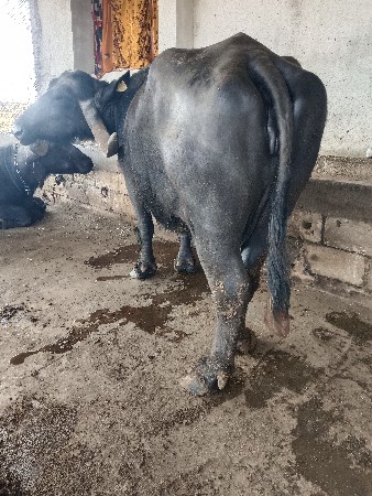 थंबनेल 3