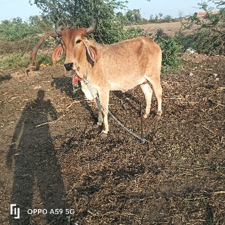 थंबनेल 2